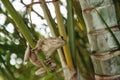 Cuban Tree Frog Osteopilus septentrionalis hangs on an areca palm Royalty Free Stock Photo