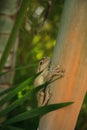 Cuban Tree Frog Osteopilus septentrionalis hangs on an areca palm Royalty Free Stock Photo