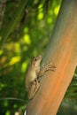 Cuban Tree Frog Osteopilus septentrionalis hangs on an areca palm Royalty Free Stock Photo