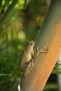 Cuban Tree Frog Osteopilus septentrionalis hangs on an areca palm Royalty Free Stock Photo