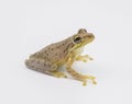 Cuban tree frog - Osteopilus septentrionalis - isolated cutout on white background. Large toe pads visible Royalty Free Stock Photo