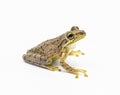 Cuban tree frog - Osteopilus septentrionalis - isolated cutout on white background. Large toe pads visible Royalty Free Stock Photo