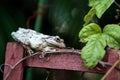Cuban Tree Frog Osteopilus septentrionalis perches on a vine trellis Royalty Free Stock Photo