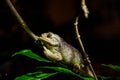 The Cuban tree frog ( Osteopilus septentrionalis ) Royalty Free Stock Photo