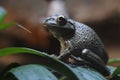 Cuban treefrog Royalty Free Stock Photo