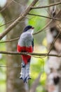 Cuban trogon bird perching on twig tree with blur background, vertical shot Royalty Free Stock Photo