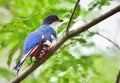 A cuban trogon. Priotelus temnurus. Royalty Free Stock Photo