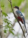 A cuban trogon. Priotelus temnurus. Royalty Free Stock Photo