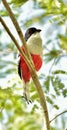 Cuban Trogon Royalty Free Stock Photo