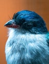 Cuban Trogon Royalty Free Stock Photo