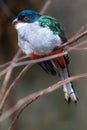 Cuban Trogon Royalty Free Stock Photo