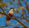 Cuban Trogon on a tree Royalty Free Stock Photo