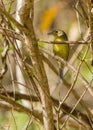 The Cuban Vireo