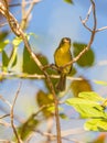 A Cuban Vireo on a branch