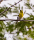 Cuban Vireo on a branch