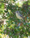 Cuban Vireo in the thicket