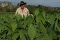 Cubans farmer standing in his tabacco plantation in Vinales