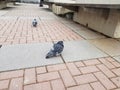 Cubby Pigeons in New Jersey