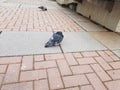 Cubby Pigeons in New Jersey