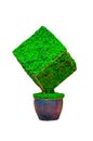 Cube shaped Design hedges cut green tree in a brown clay pot isolated on white background.