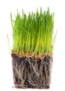 Cube of wheat grass root bound isolated on white