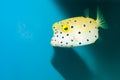 Cube, Yellow, Polka Dots Boxfish