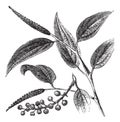 Cubeb or Tailed Pepper or Java Pepper or Piper cubeba, vintage engraving Royalty Free Stock Photo