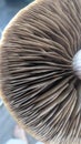 Cubensis Mushrooms Gills Closeup