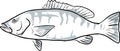 cubera snapper Fish Gulf of Mexico Cartoon Drawing