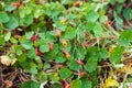 Cubios Tropaeolum tuberosum at cultivation field