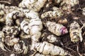 Cubios Tropaeolum tuberosum at cultivation field Royalty Free Stock Photo