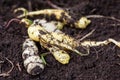 Cubios Tropaeolum tuberosum at cultivation field Royalty Free Stock Photo