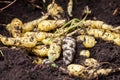 Cubios Tropaeolum tuberosum at cultivation field Royalty Free Stock Photo