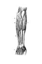 Cubital artery abnormality in the old book D`Anatomie Chirurgicale, by B. Anger, 1869, Paris