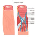 Cubital fossa anatomy. Triangular-shaped depression, located between