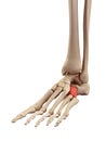 The cuboid bone Royalty Free Stock Photo