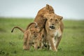 Cubs attack lioness crossing plain towards camera