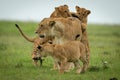 Cubs attack lioness standing on grassy plain