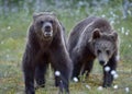 Cubs of Brown bear Ursus Arctos