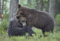 The Cubs of Brown bears playfully fighting Royalty Free Stock Photo