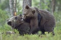 The Cubs of Brown bears playfully fighting Royalty Free Stock Photo