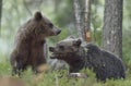 The Cubs of Brown bears playfully fighting Royalty Free Stock Photo