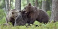 The Cubs of Brown bears playfully fighting Royalty Free Stock Photo