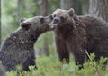 The Cubs of Brown bears playfully fighting Royalty Free Stock Photo