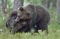 The Cubs of Brown bears playfully fighting Royalty Free Stock Photo