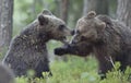 The Cubs of Brown bears Ursus Arctos Arctos playfully fighting Royalty Free Stock Photo