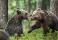 The Cubs of Brown bears (Ursus Arctos Arctos) playfully fighting Royalty Free Stock Photo