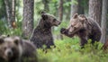 The Cubs of Brown bears (Ursus Arctos Arctos) playfully fighting Royalty Free Stock Photo