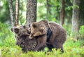 The Cubs of Brown bears (Ursus Arctos Arctos) playfully fighting Royalty Free Stock Photo