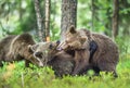 The Cubs of Brown bears (Ursus Arctos Arctos) playfully fighting Royalty Free Stock Photo